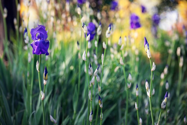 Jardín de primavera con flores de iris púrpura se centran en flor