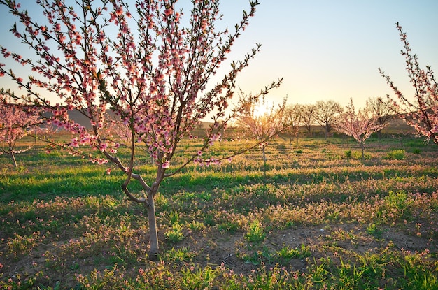 Jardín de primavera de melocotón