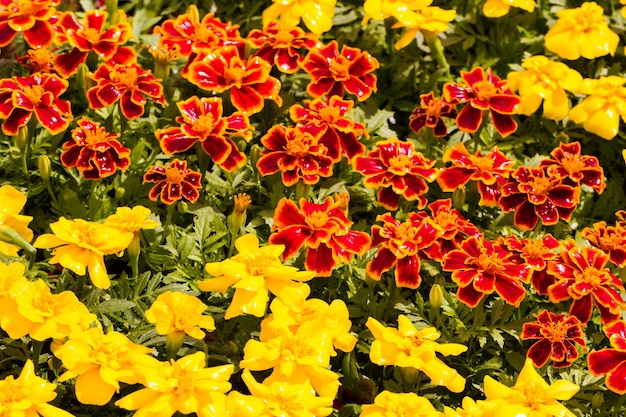 Jardín de primavera en plena floración.