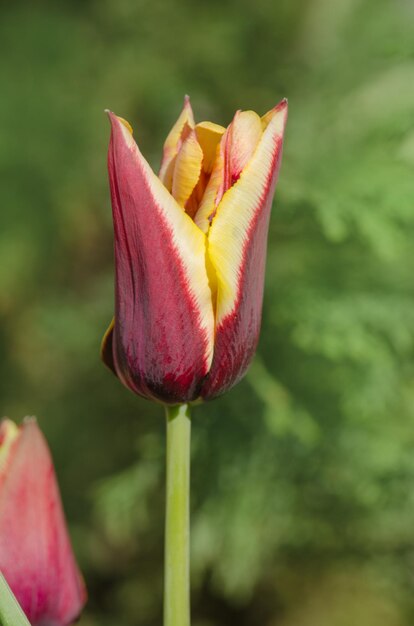 Jardín de primavera con tulipanes rayados Gavota Hermosa naturaleza primaveral Hermoso cultivo de flores