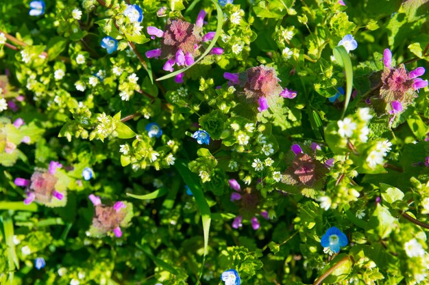 Jardín de primavera verde con flores de colores y hierba.