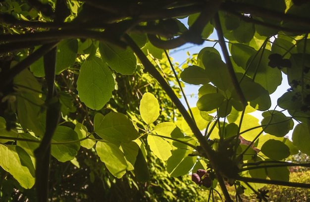 Jardin en primavera