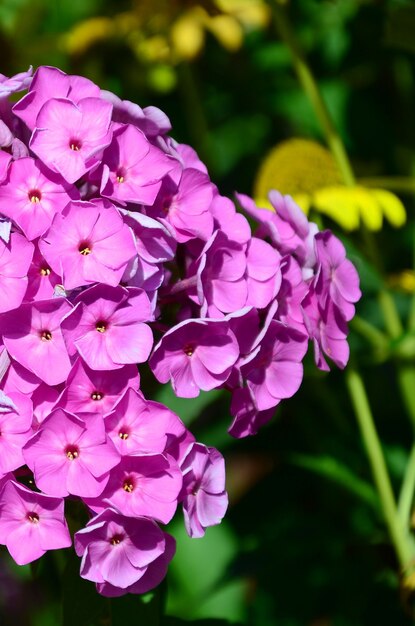 Jardín púrpura phlox paniculata