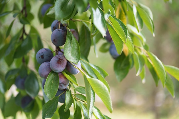 En el jardín en una rama de un árbol ciruelas maduras