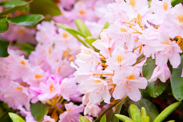 Jardín de rododendros en flor