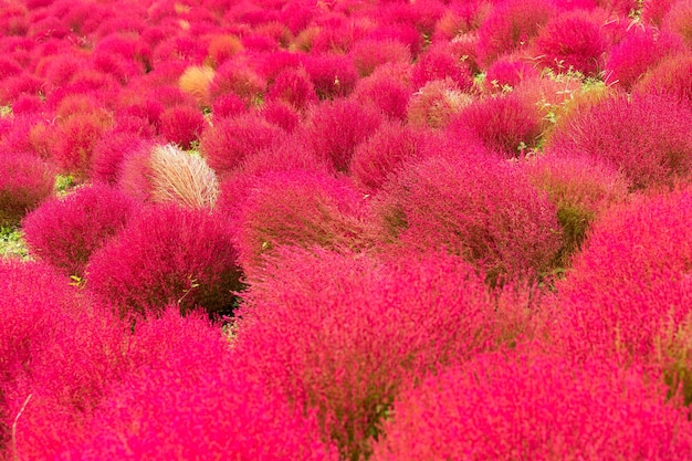 Jardín rojo Bassia scoparia