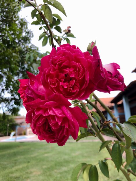 Jardín rosa flores fondo borroso