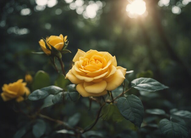 Foto un jardín de rosas amarillas