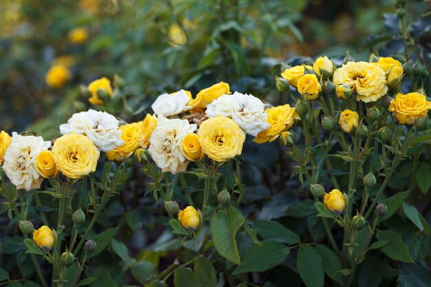 Jardín de rosas arbustos de rosas blancas amarillas crecen en el jardín decorando el fondo de la naturaleza