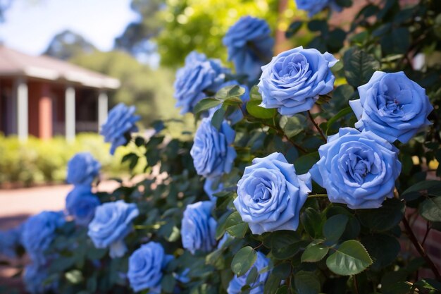 Jardín de rosas azules