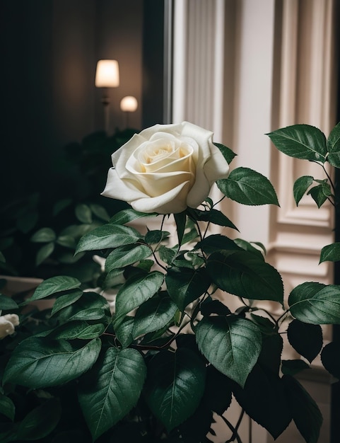 Jardín de rosas blancas al amanecer