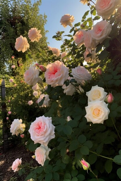 Un jardín con rosas y un cielo azul.