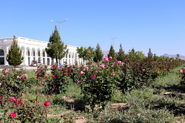 Un jardín con rosas y un edificio al fondo.