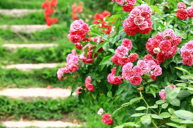 Jardín de rosas con flores románticas, frescas y coloridas rosas y escaleras