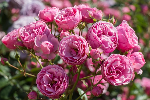 Jardín de rosas con hermosas rosas frescas