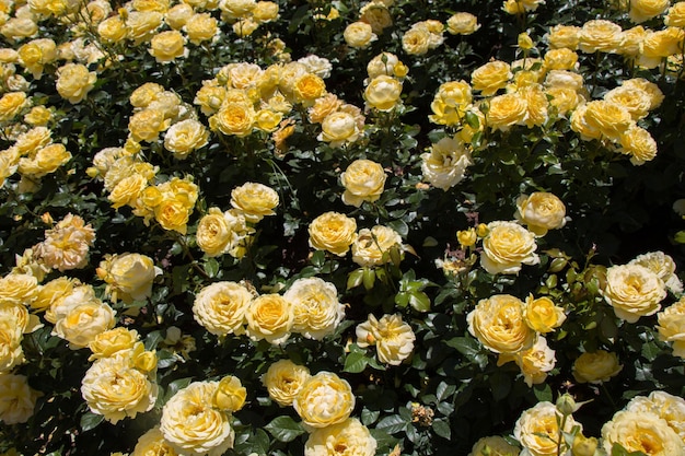 Jardín de rosas con hermosas rosas frescas