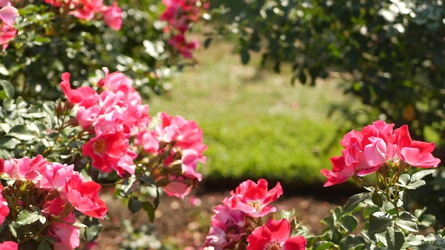 Jardín de rosas inglés, rosarium floral. Flores floreciendo. Primer plano del macizo de flores del rosario.