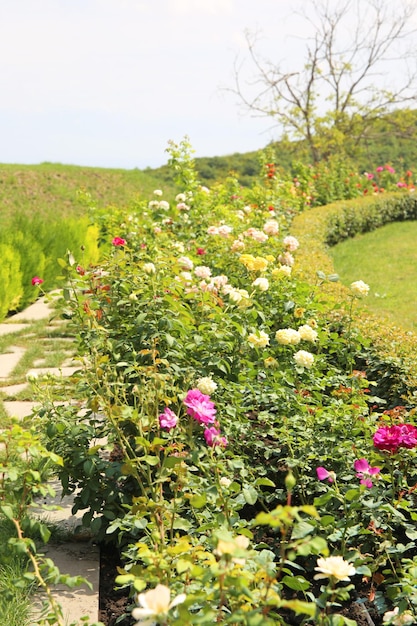 jardín de rosas jardín de rosas