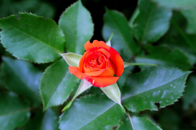 Jardin de rosas naranjas