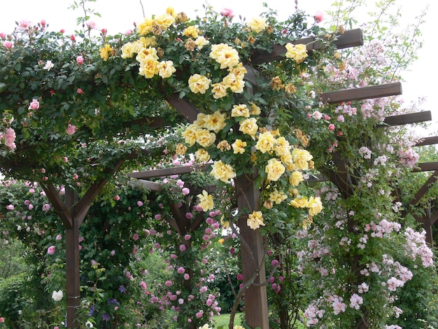 Un jardín con rosas y una pérgola de madera con flores amarillas.