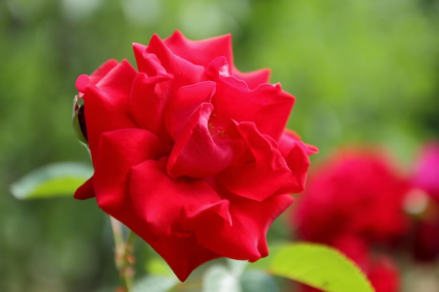Jardín de rosas rojas híbrido floribunda primer plano Arbustos de rosas rojas en un parque de la ciudad como fondo para el Día de San Valentín Rosa roja floreciente en el jardín