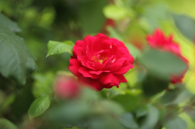 Jardín de rosas rojas híbrido floribunda primer plano Fantasía naturaleza paisaje de ensueño Muchos capullos de rosas rojas crecen en el jardín