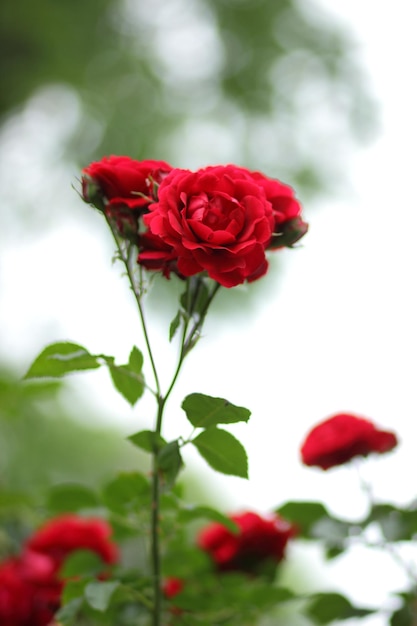 Jardín de rosas rojas híbrido floribunda primer plano Fantasía naturaleza paisaje de ensueño Muchos capullos de rosas rojas crecen en el jardín