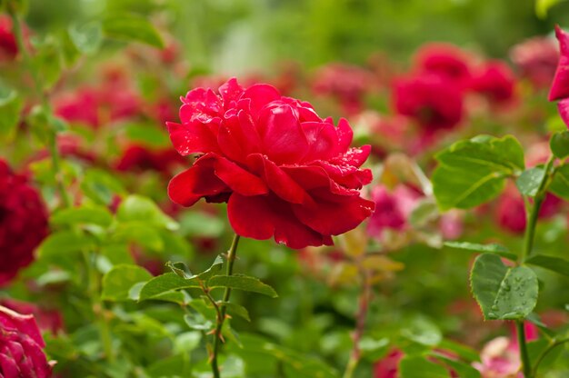 jardín de rosas rojas