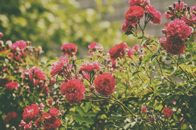 jardín de rosas rojas