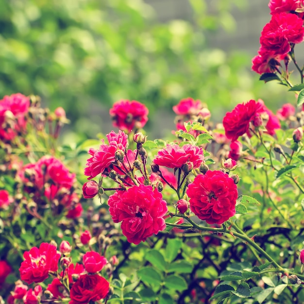 jardín de rosas rojas