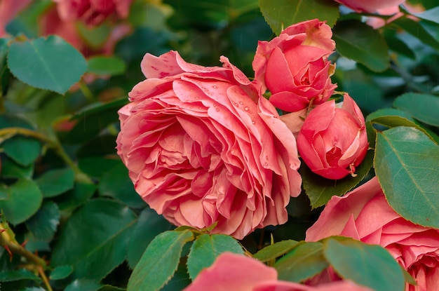 Jardín de rosas rosadas