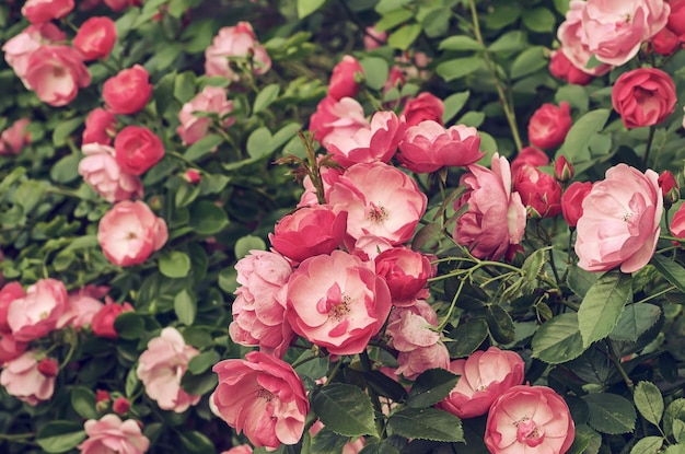 Jardín de rosas rosadas