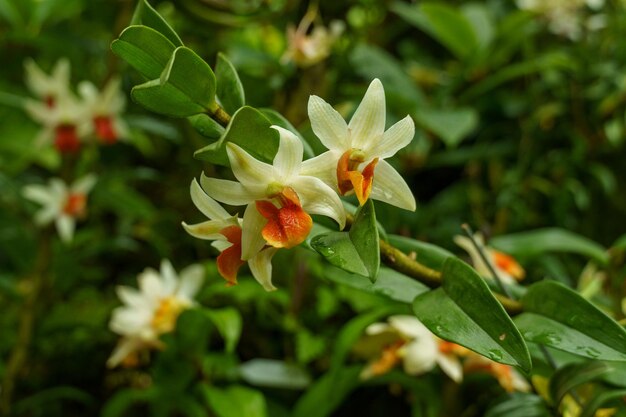 jardín en singapur