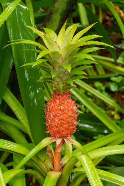 Foto jardín en singapur