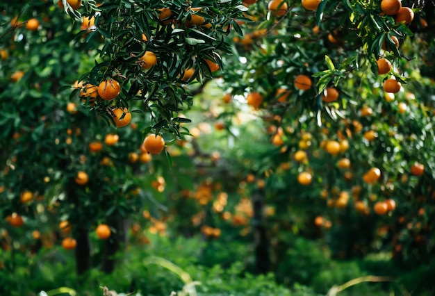 Jardín soleado mandarina con hojas verdes y frutos maduros. Huerto de mandarinas con cítricos en maduración. Fondo de comida natural al aire libre