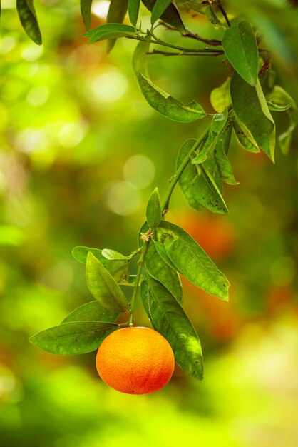 Jardín soleado de mandarina