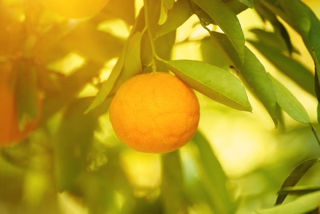 Jardín soleado de mandarina