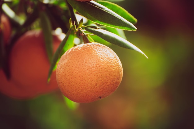 Jardín soleado de mandarina