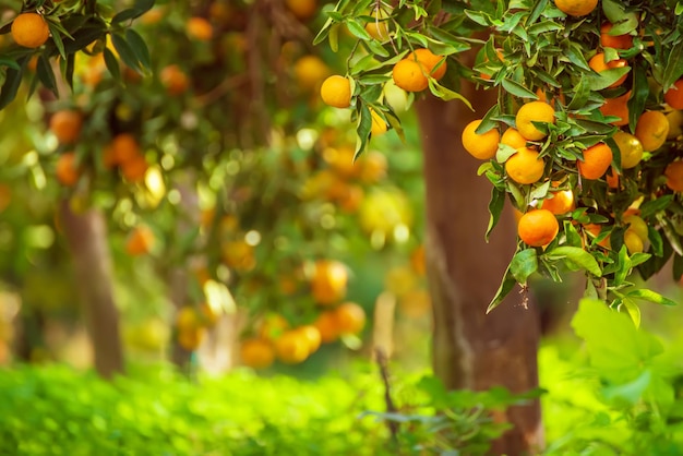 Jardín soleado de mandarina