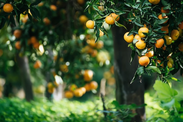 Jardín soleado de mandarina