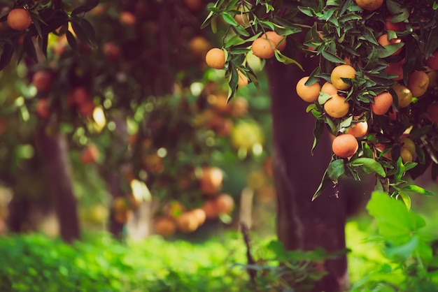 Jardín soleado de mandarina