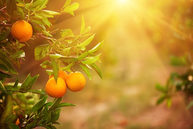 Jardín soleado de mandarina