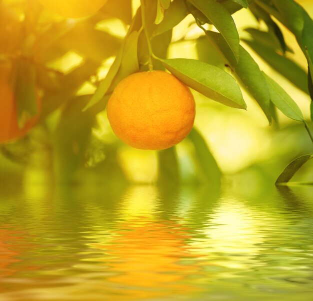 Jardín soleado de mandarina