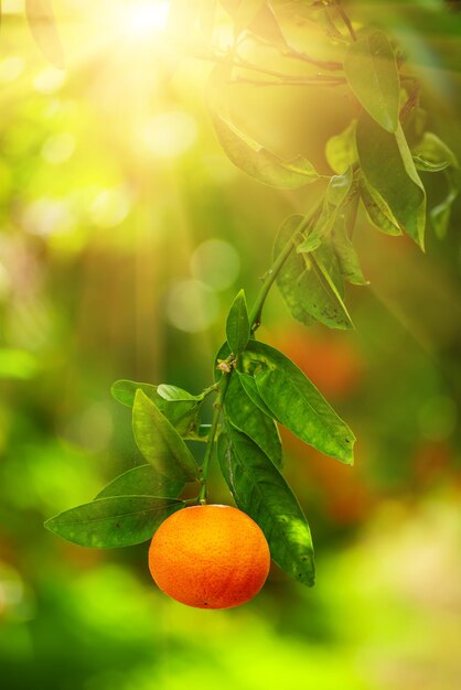 Jardín soleado de mandarina