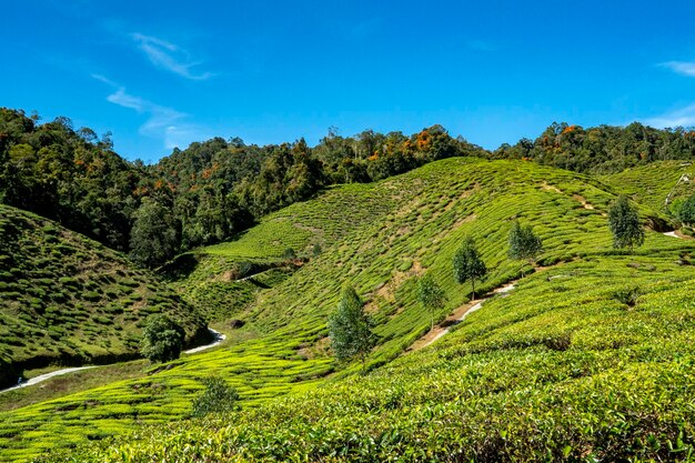 Jardín de té de hojas verdes en la región montañosa