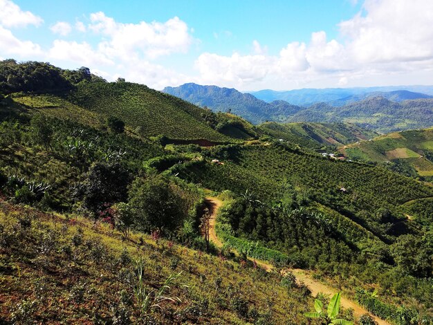 Foto jardín de té en kalaw