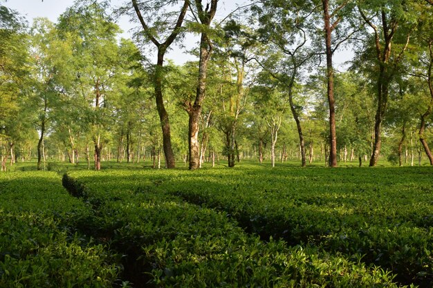 Jardín de té Temi