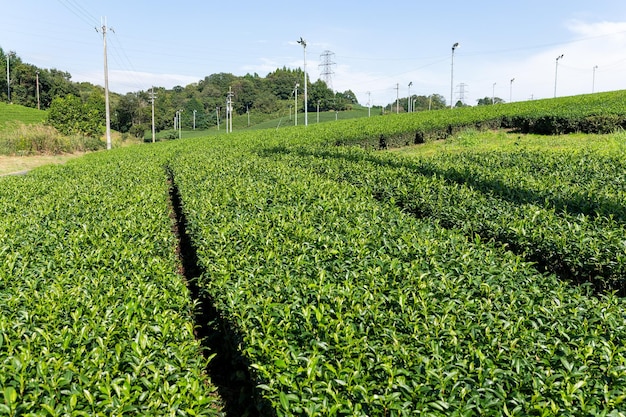 Jardín de té verde