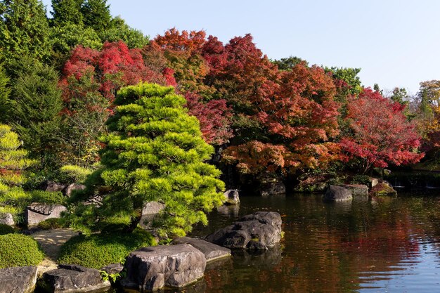 Foto jardín tradicional de kokoen con árbol de arce