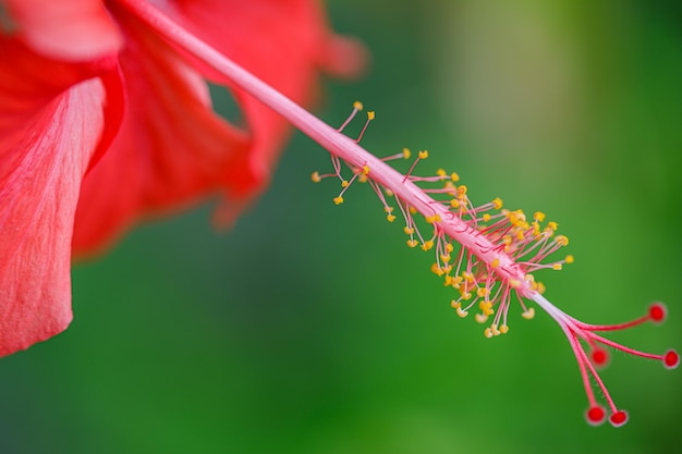 Jardín tropical exótico o naturaleza del parque con flor de hibisco de primer plano sobre un fondo verde